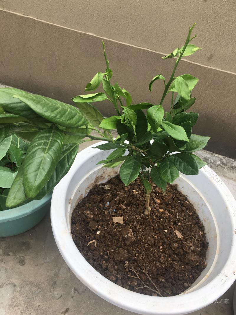 英雄联盟S15比赛时间-的简单介绍